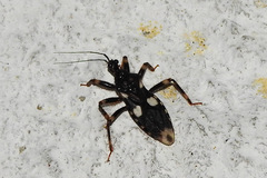 Acanthaspis siva