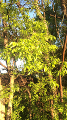 Celtis laevigata