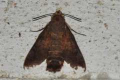 Macroglossum assimilis