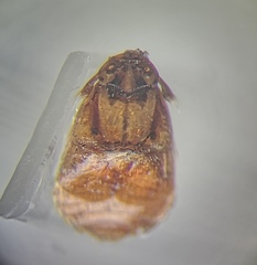 Platypsyllus castoris