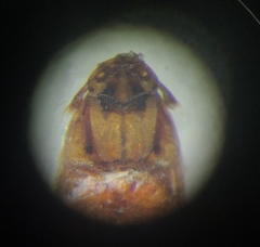 Platypsyllus castoris