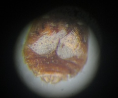 Platypsyllus castoris