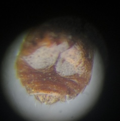 Platypsyllus castoris