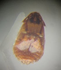 Platypsyllus castoris