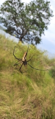 Nephila vitiana