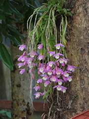 Dendrobium aphyllum