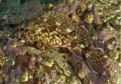 Sebastiscus marmoratus