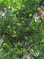 Anodendron affine