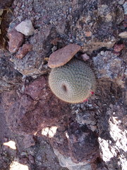 Mammillaria haageana conspicua