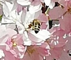 Apis mellifera ligustica