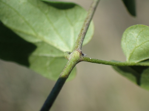Image of Pentarrhinum insipidum by (c) Mahomed Desai, some rights reserved (CC BY)
