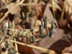 Rungia muralis