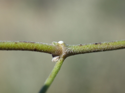 Image of Pentarrhinum insipidum by (c) Mahomed Desai, some rights reserved (CC BY)