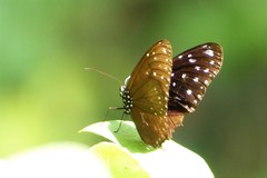 Euploea mulciber
