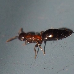 Scleroderminae