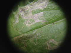 Stigmella ogygia