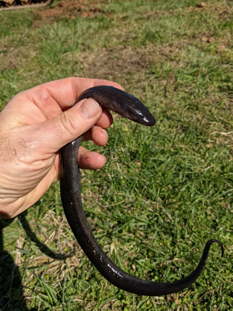 Two-toed Amphiuma in April 2021 by nregensburger · iNaturalist