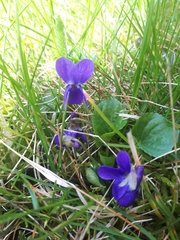 Viola odorata