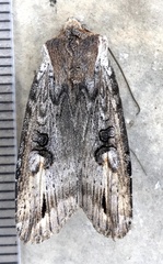 Xylena thoracica