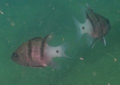 Apogonichthyoides pseudotaeniatus