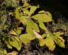 Brachyglottis hectorii