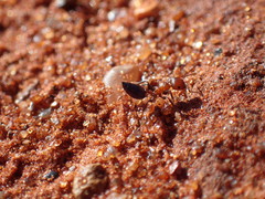 Crematogaster melanogaster