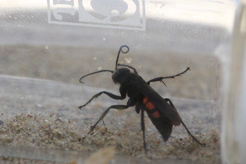 Black-banded Spider Wasp, 2114 Vogelenzang, Netherlands, photo 9 of 10