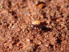 Crematogaster melanogaster