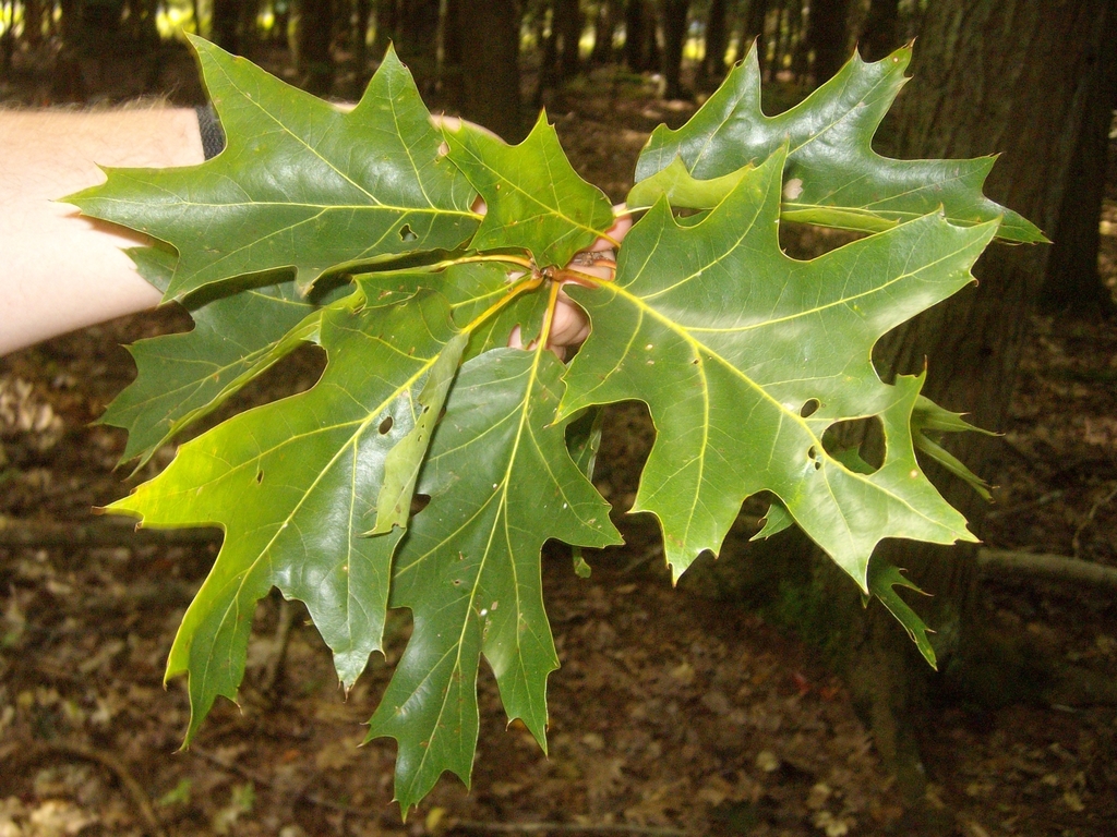 루브라참나무 from Avalanche Preserve on 2009년 09월 23일... 오전 by Steven Joyner · iNaturalist 루브라참나무 (Quercus rubra)
