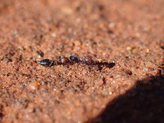 Crematogaster melanogaster