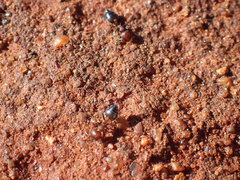 Crematogaster melanogaster