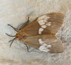 Palasea albimacula