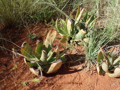 Aloe grandidentata