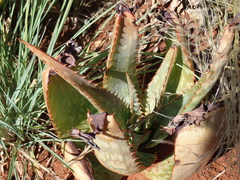 Aloe grandidentata