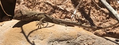 Uta stansburiana uniformis