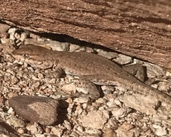 Uta stansburiana uniformis