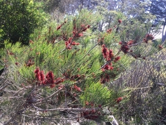 Allocasuarina paradoxa