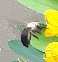 Xylocopa