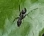 Paratrechina