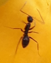 Paratrechina