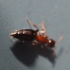 Scleroderminae
