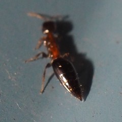 Scleroderminae