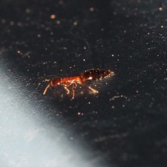 Scleroderminae