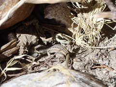 Sceloporus jalapae