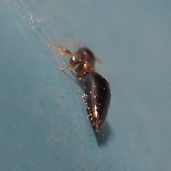 Scleroderminae