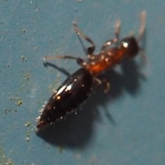 Scleroderminae