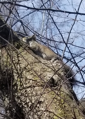 Tamiasciurus hudsonicus