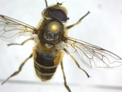 Eristalis arbustorum