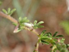 Cleome rubella