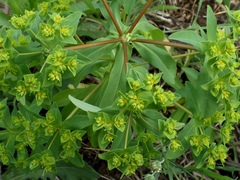 Euphorbia pterococca